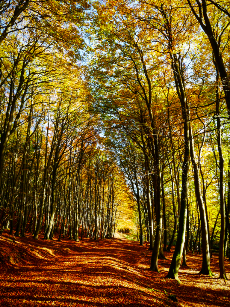 Herbstwald